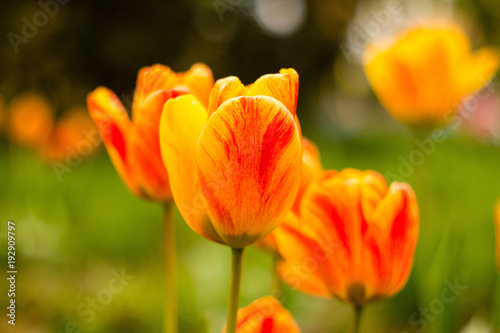 gelbe rote orange Tulpen endlich Fr  hling