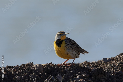 Eastern Meadowlark New Mexico photo