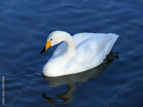 Fototapeta Naklejka Na Ścianę i Meble -  白鳥　古徳沼