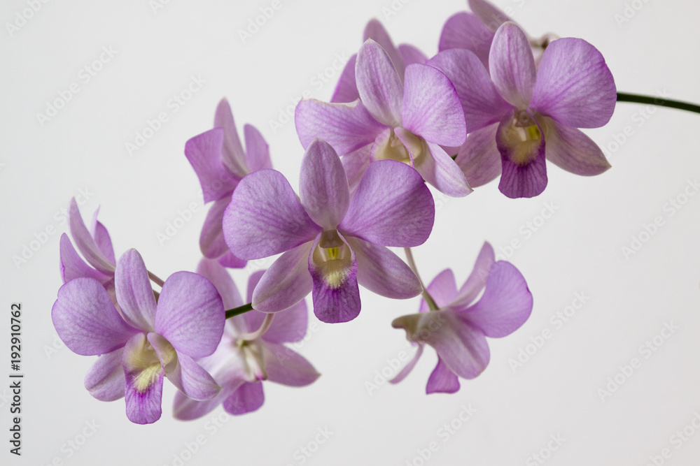 Orchid Purple ZK