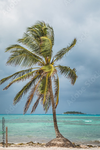 Palm Tree and San Andres Johnny Cay Island.