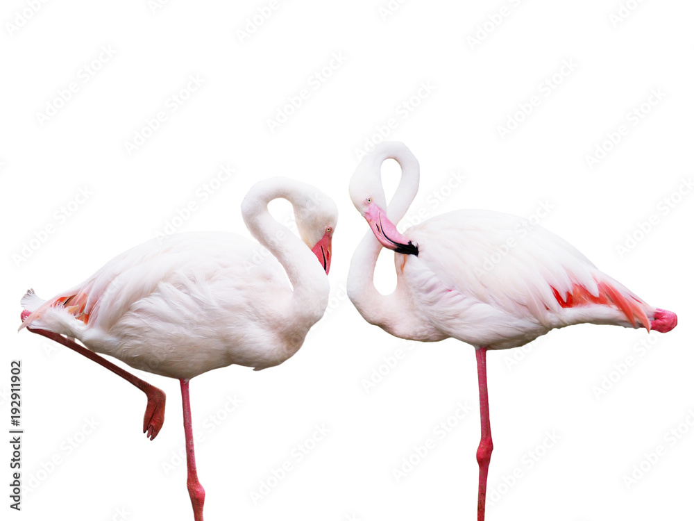 Obraz premium flamingos standing isolated on white background