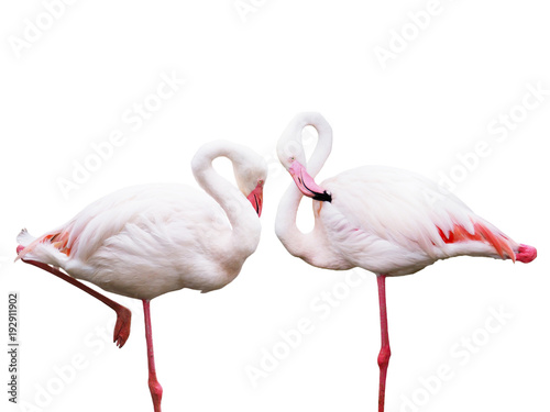 flamingos standing  isolated on white background