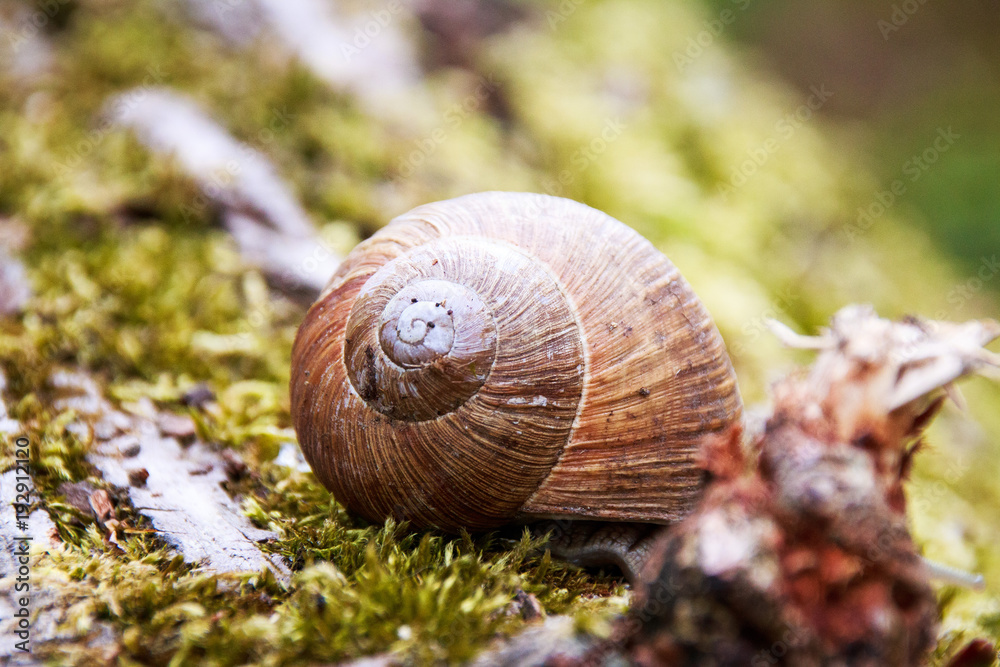 Weinbergschnecke auf Moos auf einem Baumstamm Weinbergschnecke auf Moos auf einem Baumstamm