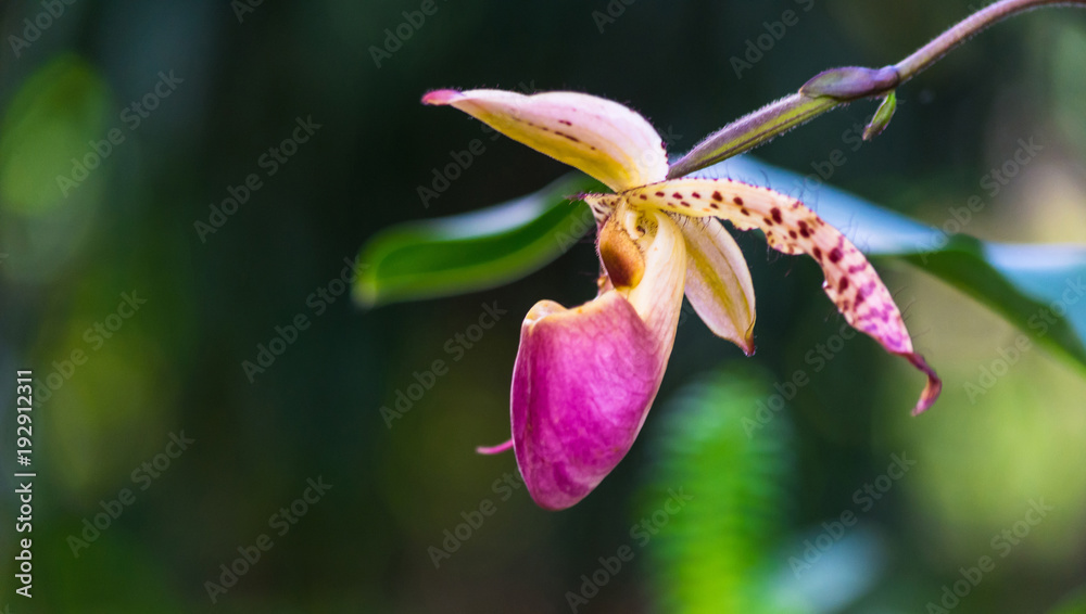 Obraz premium Orchid flower in tropical garden, Chiang Mai, Thailand. Orchids Floral background..Paphiopedilum, often called the Venus slipper, is a genus of the Lady slipper orchid subfamily Cypripedioideae
