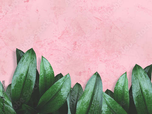 green leaves over pink grunge concrete wall.