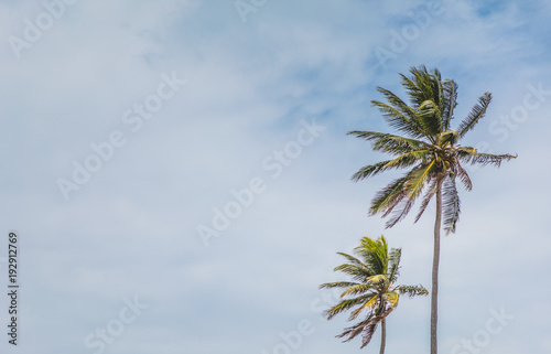 Palm Trees and Blue Sky © aetb