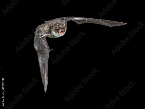 Isolated Flying natterers bat on black background