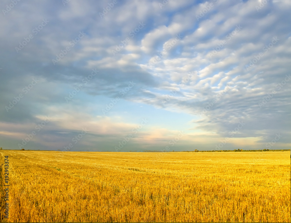 Wheat field against a blue sky