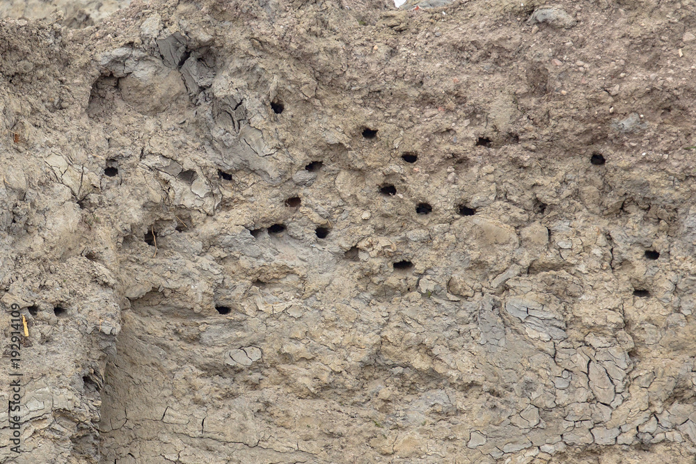 Naklejka premium Sand martin breeding site