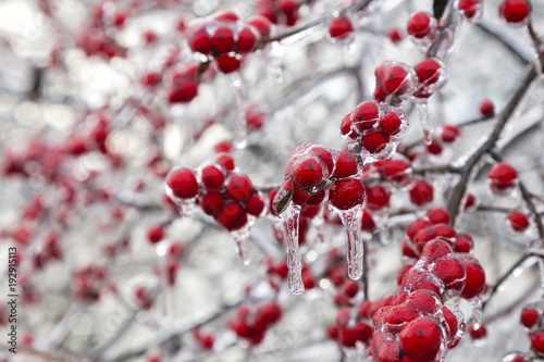 The Frozen Red Fruit