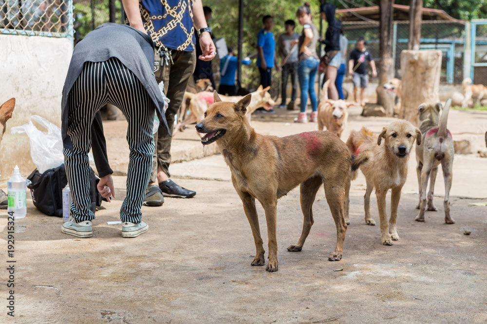 Naklejka premium Shelter for homeless dogs