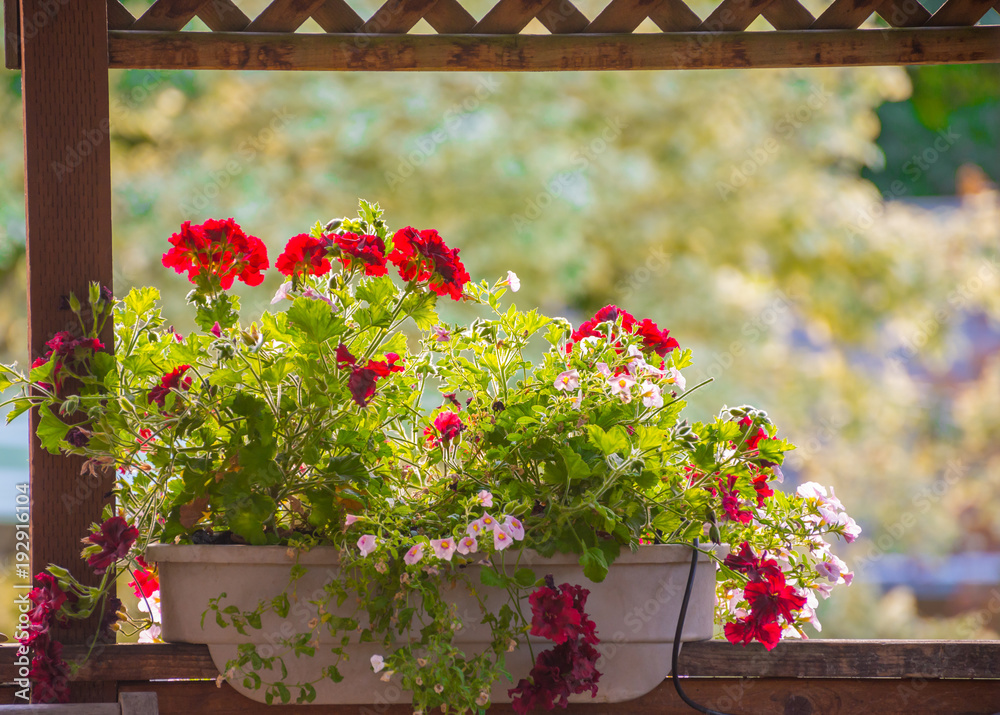 Naklejka premium Red geraniums blooming in a deck rail planter on the porch