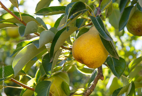 Photos Ripe, yellow, Bartlett pear ready to be picked from the tree