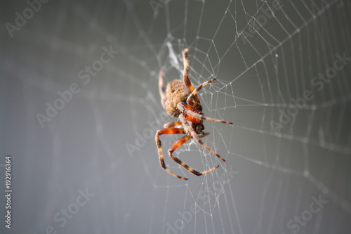 Obraz Duży pająk w środku sieci