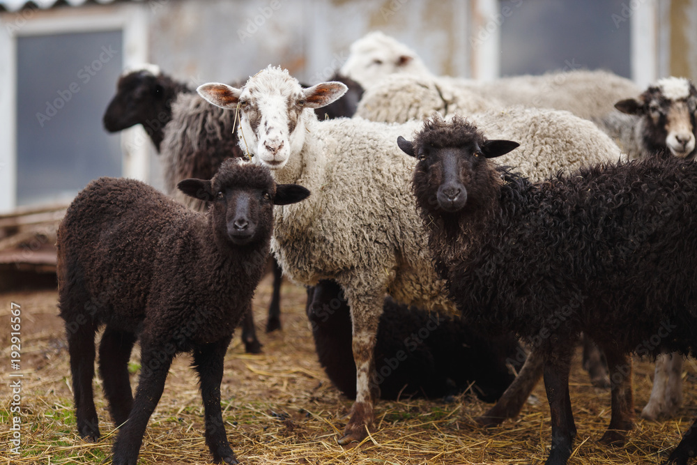 black and white sheep in a pen for cattle. black and white sheep in a pen for cattle.