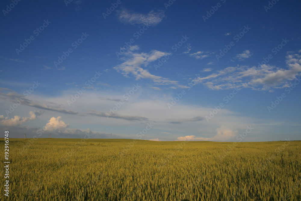 yellow field on the background cloudy sky.