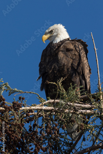 Closeup (1000mm) of a bald eagle standing on a tree, seen in the wild in  North California photo