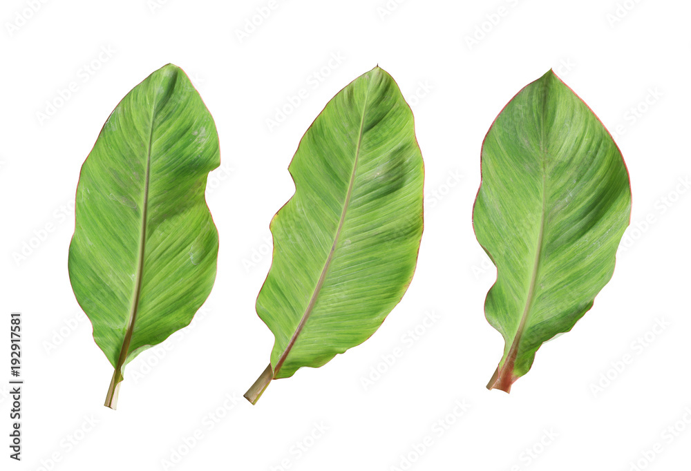 Fototapeta premium Fresh banana leaf isolated on white background.