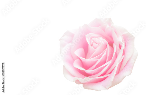 Pink Rose flower and floral soft blur background in pastel tones.