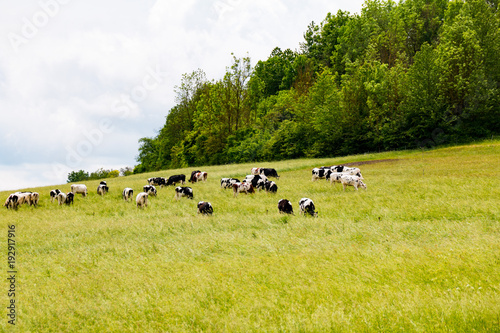 schwarz weiße Kühe auf der Sommer Wiese