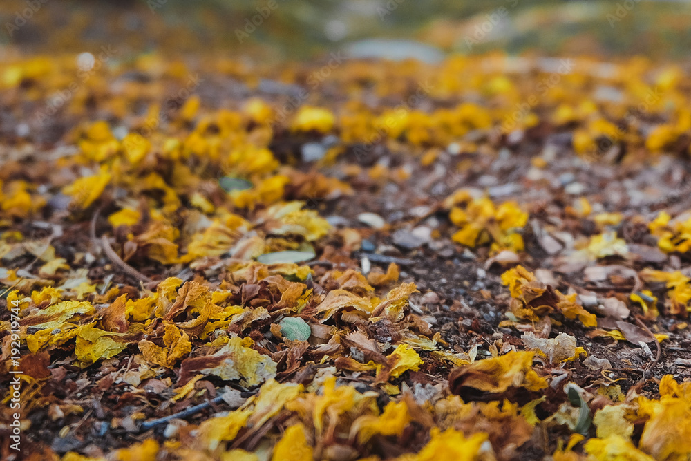 Nature background texture , Colorful leaves on the ground