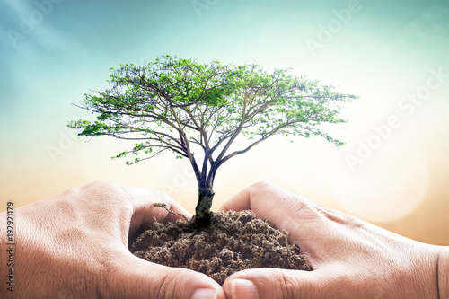 World environment day concept: Human hands holding big tree over blurred green nature background