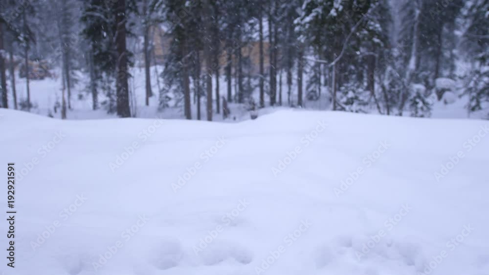 Snowfall in the forest park. Winter landscape in snow-covered park. Heavy beautiful snowfall on pines. slow motion. 3840x2160 Snowfall in the forest park. Winter landscape in snow-covered park. Heavy beautiful snowfall on pines. slow motion. 3840x2160
