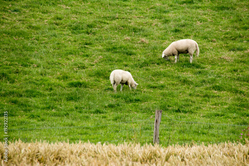 zwei Schafe auf der satten gr  nen Wiese