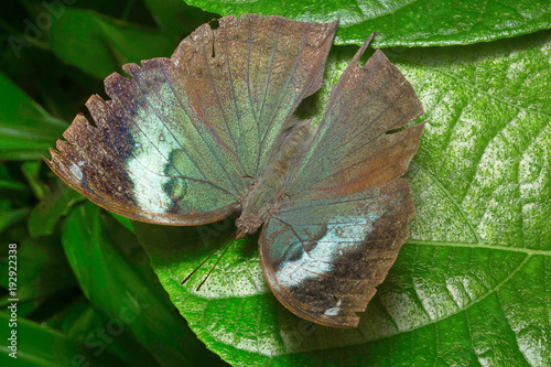 Blue Oakleaf butterfly, Kallima horsfieldii , Aarey Milk Colony photo