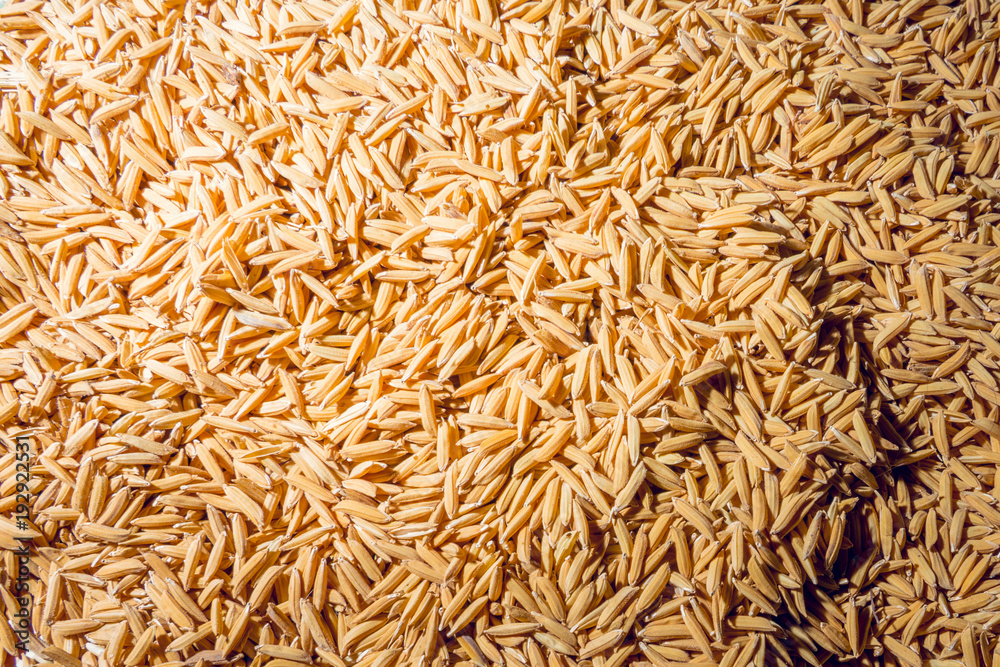 a Paddy rice close up top view