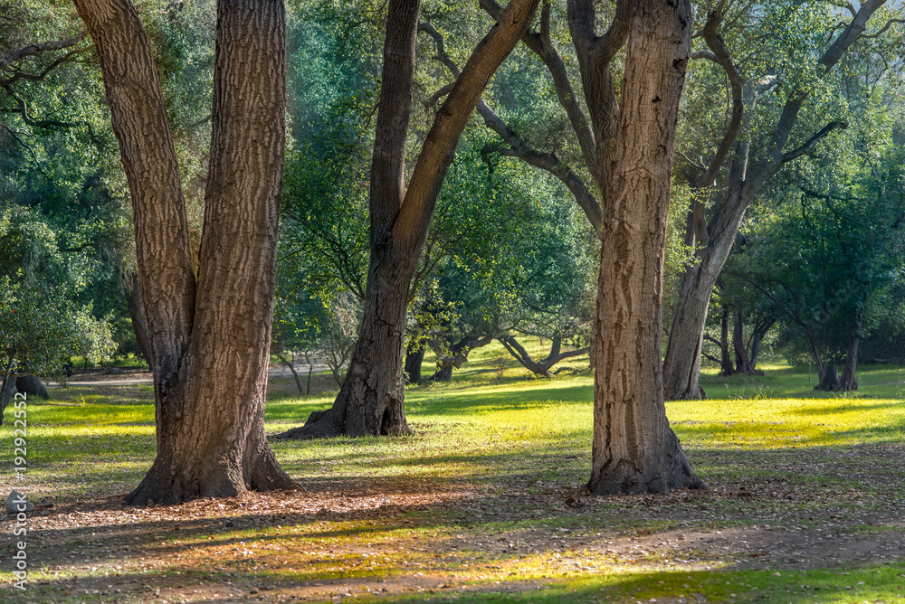 Naklejka premium a park like environment with oaks and grass