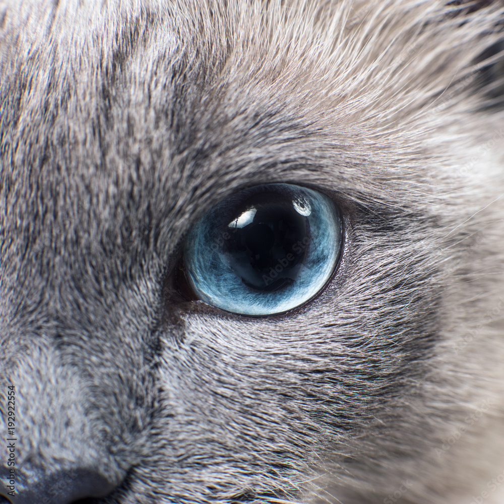 Grey siamese cat with blue eyes outlet