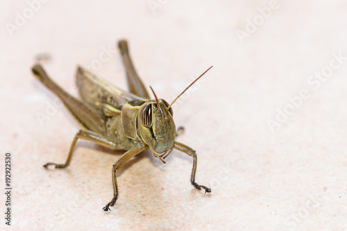 Colorful outdoor wildlife head shot macro portrait of a single isolated green grasshopper on stony sandy blurred background taken in bright sunshine