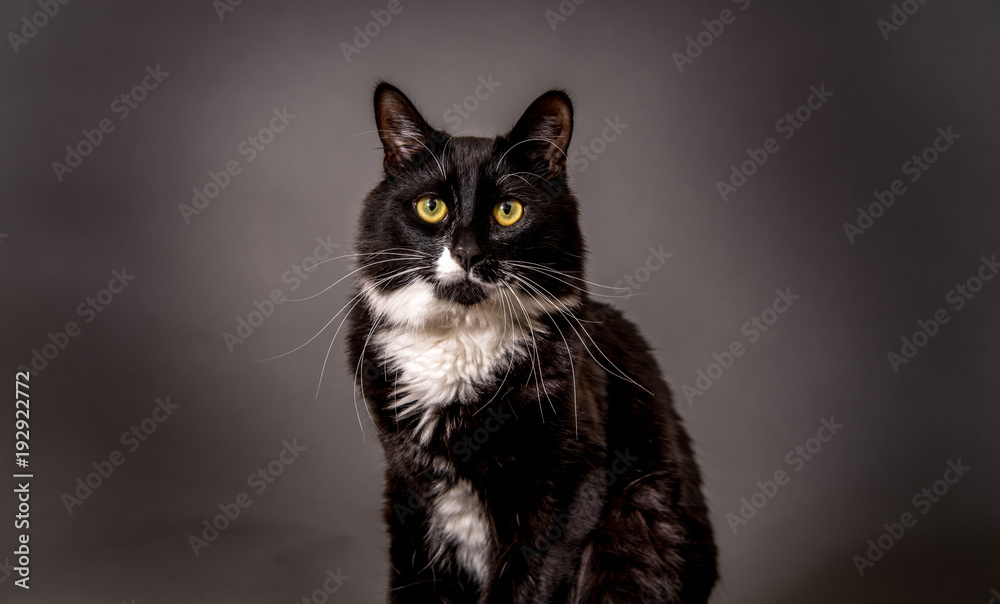 Tuxedo Black and White cat sitting for a portrait looking elegant.