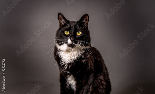 Fototapeta Naklejka Na Ścianę i Meble -  Tuxedo Black and White cat sitting for a portrait looking elegant.
