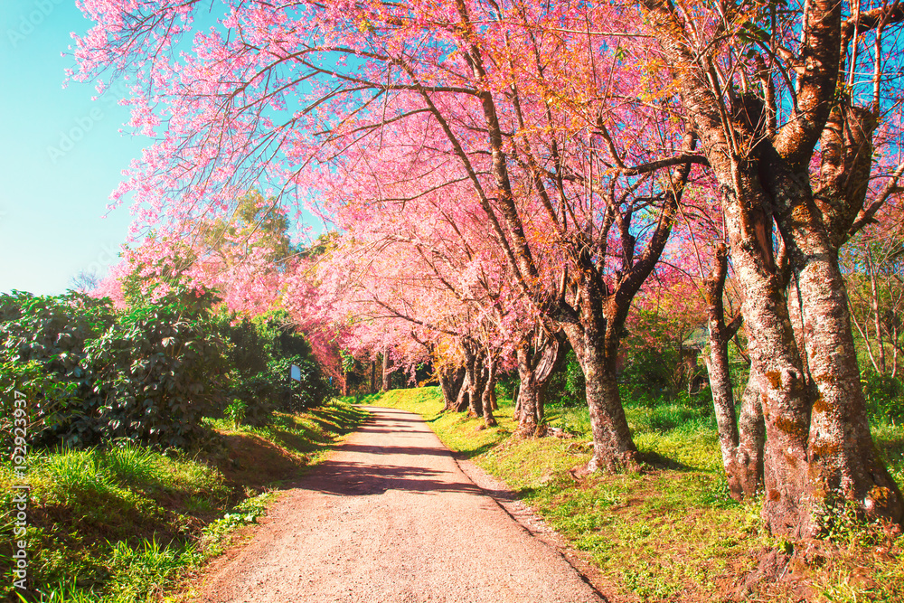 In a row cherry blossom trees and pathway nature landscape backgroud In a row cherry blossom trees and pathway nature landscape backgroud