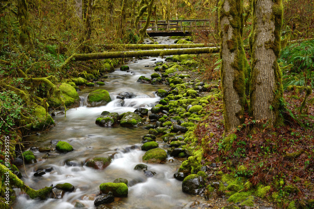 Oregon Deep Forest Footbridge Mossy Rock River Flow