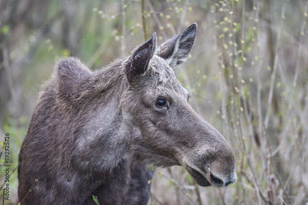 Elchkuh - Alces alces Elchkuh - Alces alces