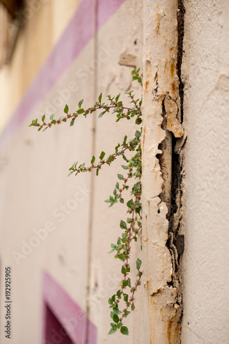 Plant on the wall