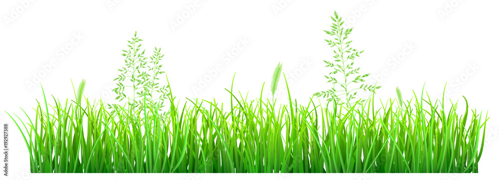 Naklejka Zielona trawa i spikelets na białym tle