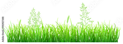 Naklejka Zielona trawa i spikelets na białym tle
