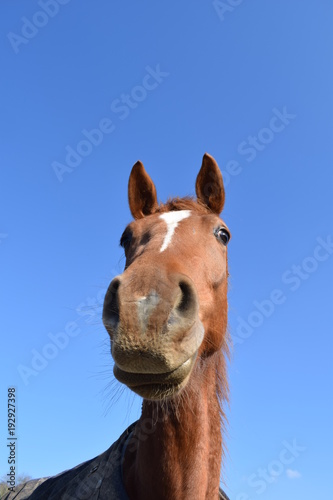 cheval 01