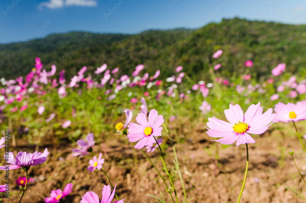 Cosmos flower Cosmos flower