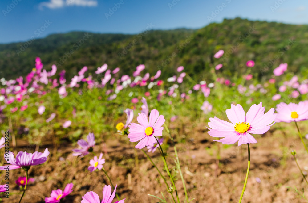 Cosmos flower