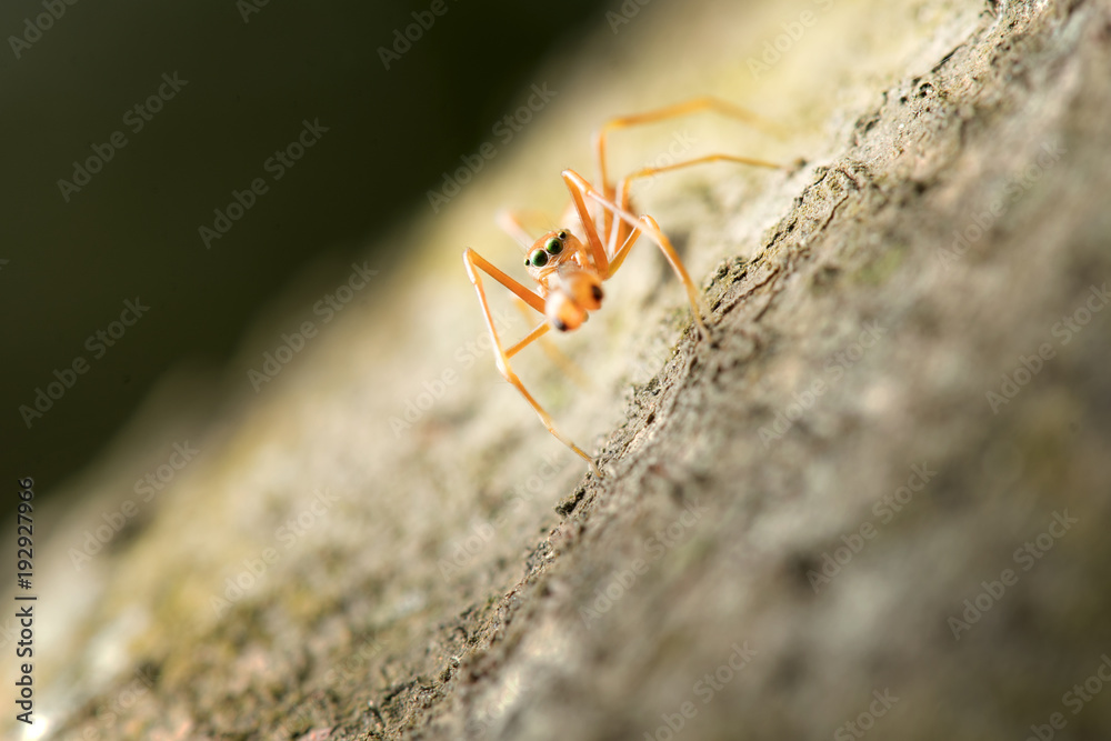 Ant mimic Spider in Thailand and Southeast Asia.