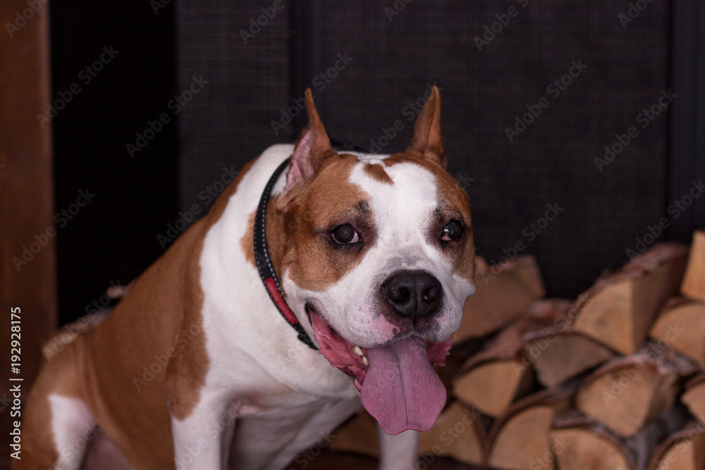 American staffordshire terrier is sitting near the fireplace with firewood.
