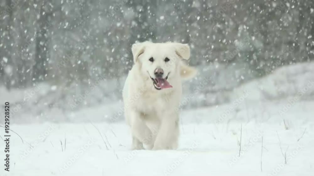 golden retriever runs outdoors on the snow