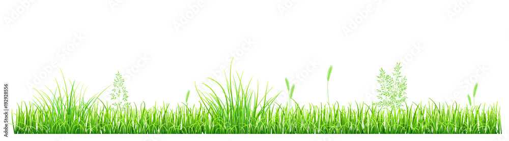 Fototapeta Zielona trawa i spikelets na białym tle