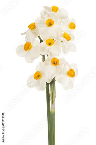 Fototapeta Naklejka Na Ścianę i Meble -  daffodil flower isolated